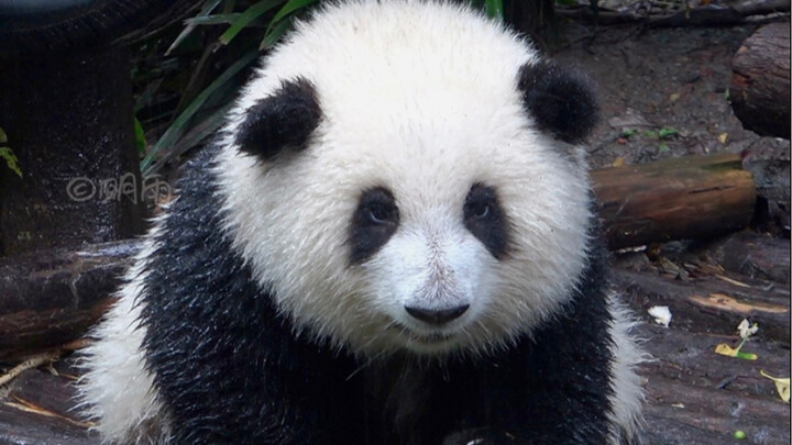 Hua Hua is lying flat on the small pool to cool down, but she won’t go in for a soak. When will it f