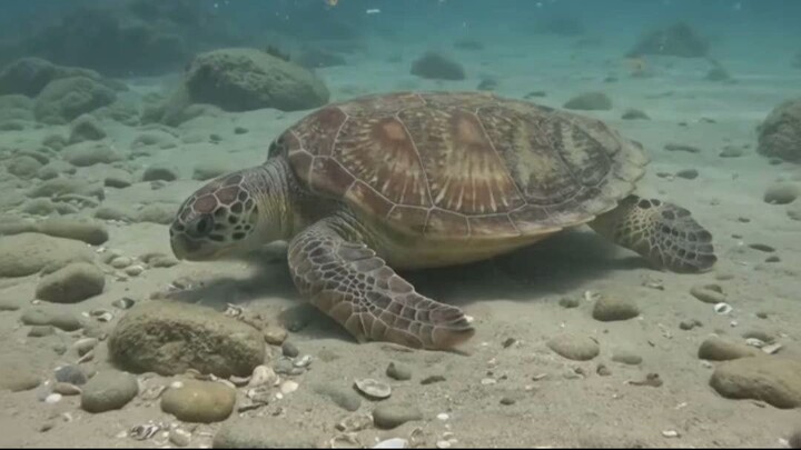 🌊 Deep Blue Realms | A Magical Close Encounter with a Wild Sea Turtle 🐢