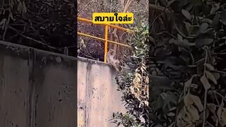 *ดูคลิปเต็มลิงค์ข้างบน* สบายใจล่ะ #funny #awesome #reels #รวมคลิปตลก