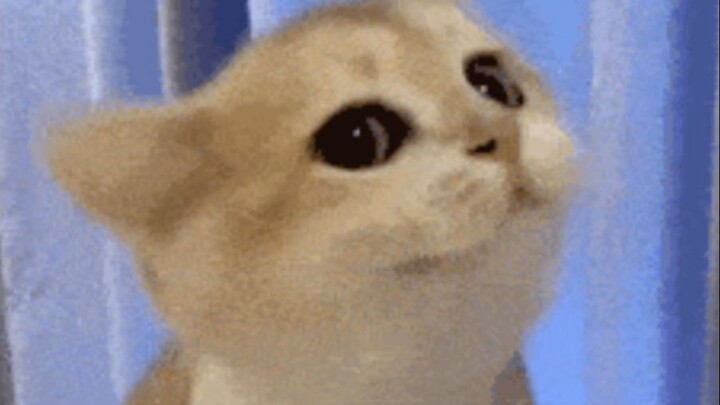 I knew at a glance they were descendants of Baixue!