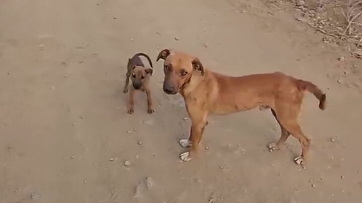 Alimentando Perritos 1