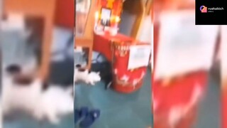 Video hài hước phần 1 #haihuoc