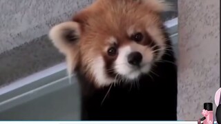 ปีศาจน้อยเกาหลีดูน่ารักเมื่อเห็นแพนด้าแดง