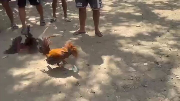 2x winner na ng High action Hatch 🐣