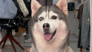 Husky kami juga datang ke Cospree untuk mengunduh seri ini
