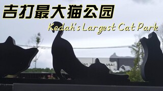 吉打州最大猫公园 Taman Kucing MADAD terbesar di Kedah