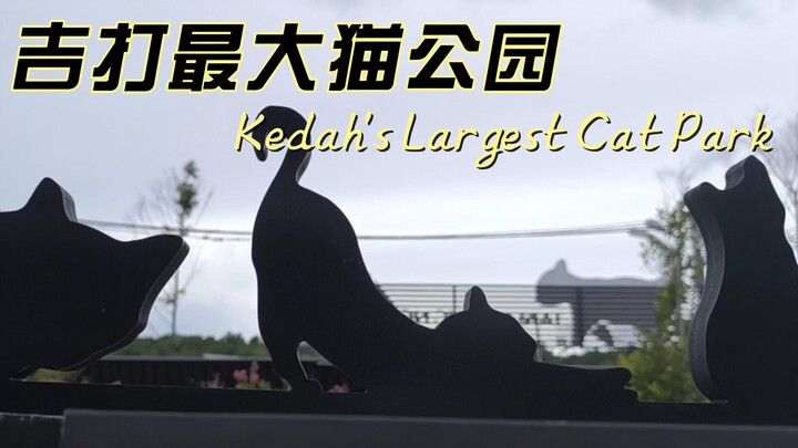 吉打州最大猫公园 Taman Kucing MADAD terbesar di Kedah