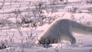 Phim tài liệu của BBC cũng có phong cách hài hước — phương pháp săn mồi độc đáo của cáo Bắc Cực