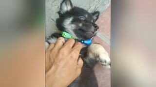 E Bí cũng thích xoa xoa yeucho yeuchomeo cún cúncon chó chómèo chócon chó_cưng chókhôn yeuchomeo cưng chócute pet dog dogsoftiktok