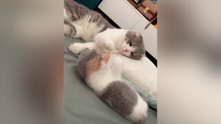 Lâu lâu khều tí cutecat kitten cat