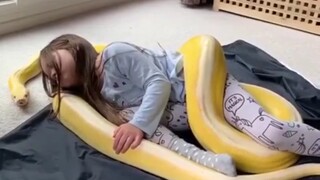 The golden python interacts closely with the little girl