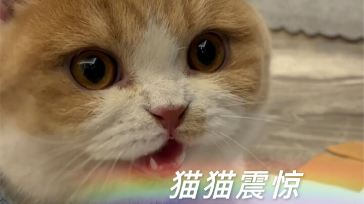 Kết quả giám định huyết thống của con mèo nhà tôi đã có!