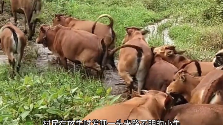 Niu: Tại sao lúc nào cũng có kẻ xấu muốn hại tôi?