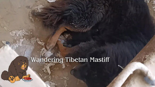 Cô chó ngao ở khu mỏ Tây Tạng đã đẻ con ở một nhà vệ sinh bỏ hoang