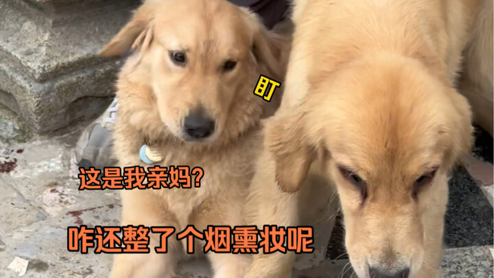 Taking the silly dog to meet its birth mom. Even its mom thinks it’s ridiculous—hilarious!