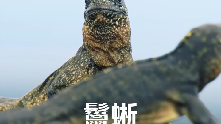 “สวย สวยจนตาย” - กิ้งก่าอิกัวน่า