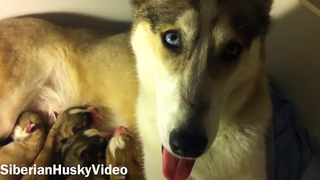 ซิเบียนฮัสกี้ปั๊ปปี้บิน