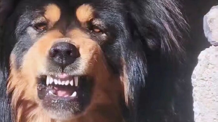 Is this kind of dog awesome?