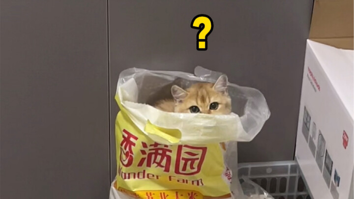 Ini... ini... apakah kucing ini masih bisa dipertahankan? (Nasi saya tidak terbuang... sudah saya ma