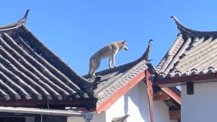 Animal Attention-Seeker Illustrated Compendium