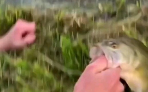 Câu cá kiểu này thì quá là vô lý luôn.