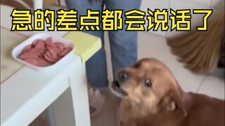 الكلب: أنا فقط خسرت بسبب عدم قدرتي على الكلام.