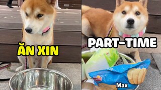 ĂN XIN PART-TIME - Khi CẬU VÀNG hành nghề phụ SEN| Yêu Lu