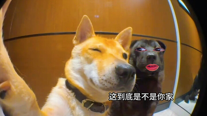 Black Dog: I told you you could live in this upscale residential complex!