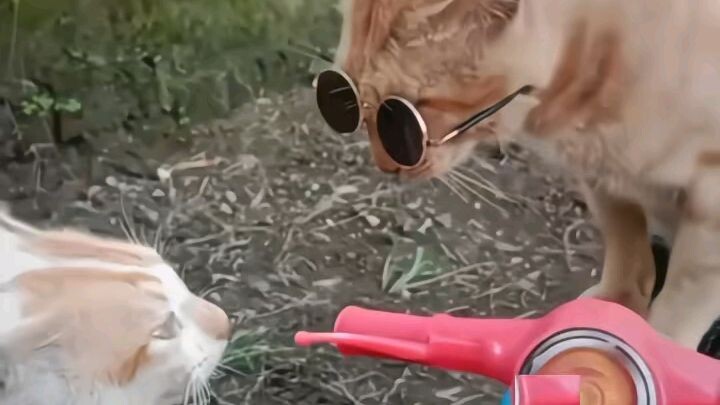 cukurukuk vs bakekok #fyp