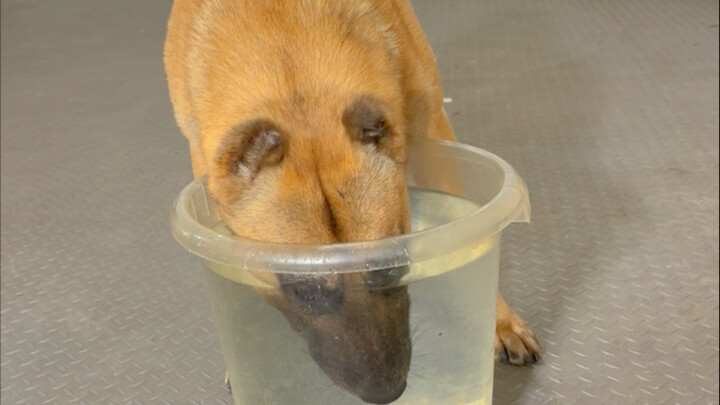 ฟังเข้าใจภาษาคนได้