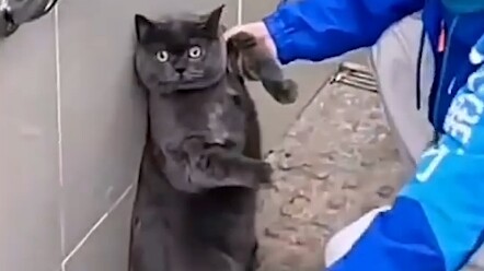 مياو: "أنا أكلتُها، اتصل بالشرطة!"