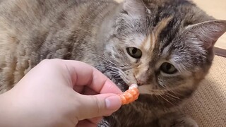 “给猫猫我来一口”