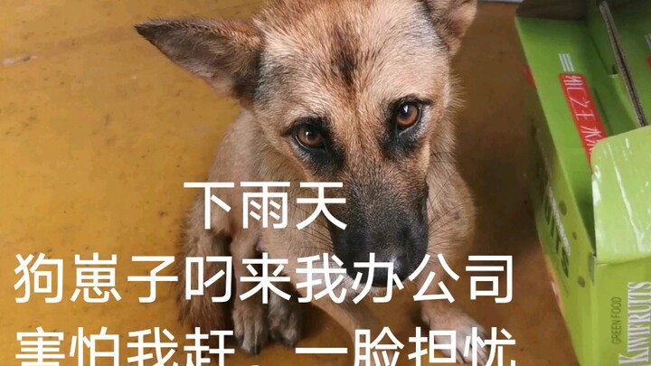 Ngoài trời mưa to, nó lén tha con chó con vào phòng làm việc của tôi. Mặt mày cứ hoảng hốt, sợ tôi đ