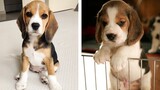 😍 Cute & Funny Beagle Puppies Videos That Are IMPOSSIBLE Not To Aww At 🐶 | Cute Puppies