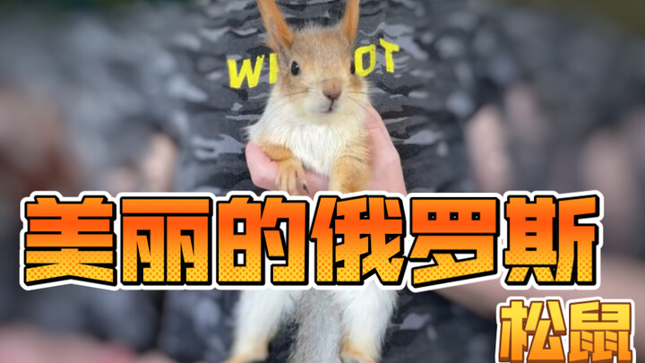 Beautiful Russian Squirrel