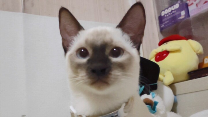 Đại ca, không được sờ ngược tôi đâu meo!