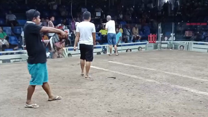 4th win ni kanggaroo hindi na nmn nagalusan ugly but deadly #sabong