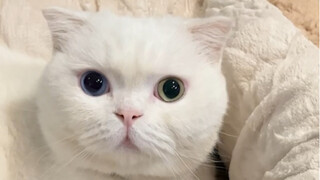 My cat and dog really do like birds of a feather!