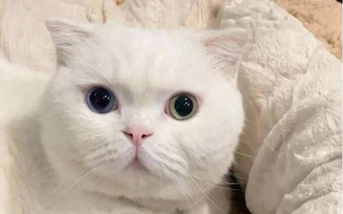 My cat and dog really do like birds of a feather!