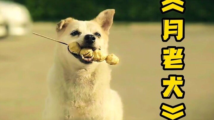 A young man treats a dog to a skewer of fish balls, only to be met with an enormous surprise! Do you