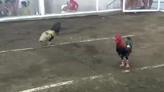 Pilay na Nanalo pa