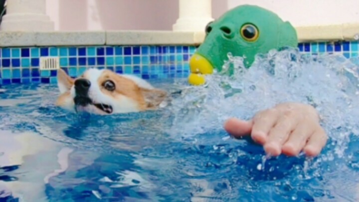 الكوري: النجدة! هناك سمكة خضراء تطاردني في المسبح!