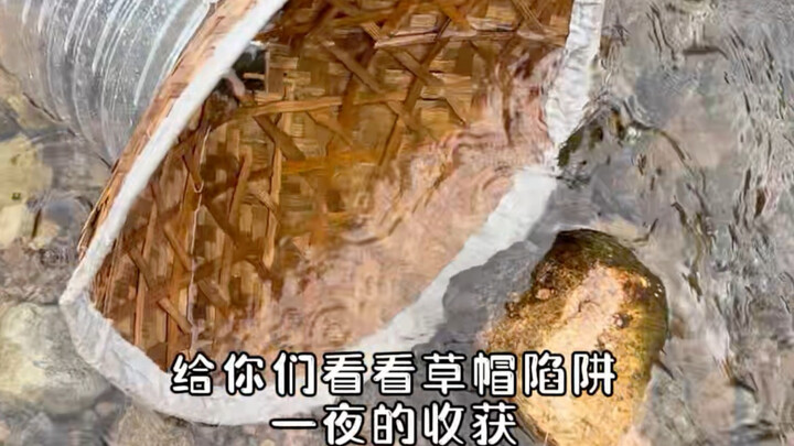 Mở khóa 100 loài cá nước ngọt – Tập 6