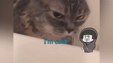 [Satwa] [Cat Person] Kucing orang bahkan berbicara dalam bahasa Inggris