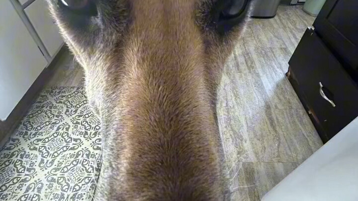 กำลังจะหัวเราะแตกเพราะฟิลเตอร์เอฟเฟกต์หมุนของหยางโถวเลย🤣