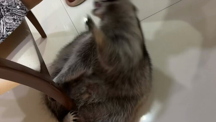 Aku selalu belajar dadakan, Rakun.