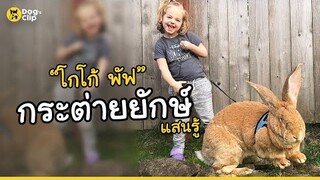 "โกโก้ พัฟ" กระต่ายยักษ์! น้องสุดท้องแห่งครอบครัวสมิท | Dog's Clip