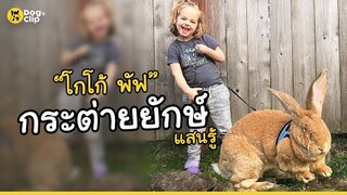 "โกโก้ พัฟ" กระต่ายยักษ์! น้องสุดท้องแห่งครอบครัวสมิท | Dog's Clip