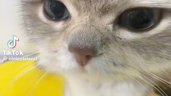 แมว