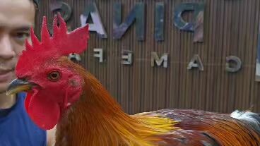 Sabong pinas 2 brood stag, Tornado hatch & Butcher